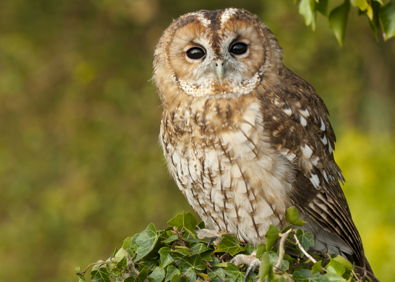 tawny owl